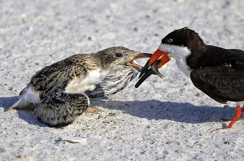 Black skimmer feeding its chick on the beach Clearwater beach, FL Black Skimmer,Rynchops niger,birds,black skimmer,black skimmer chick,shore birds,skimmer,skimmer feeding chick,water birds