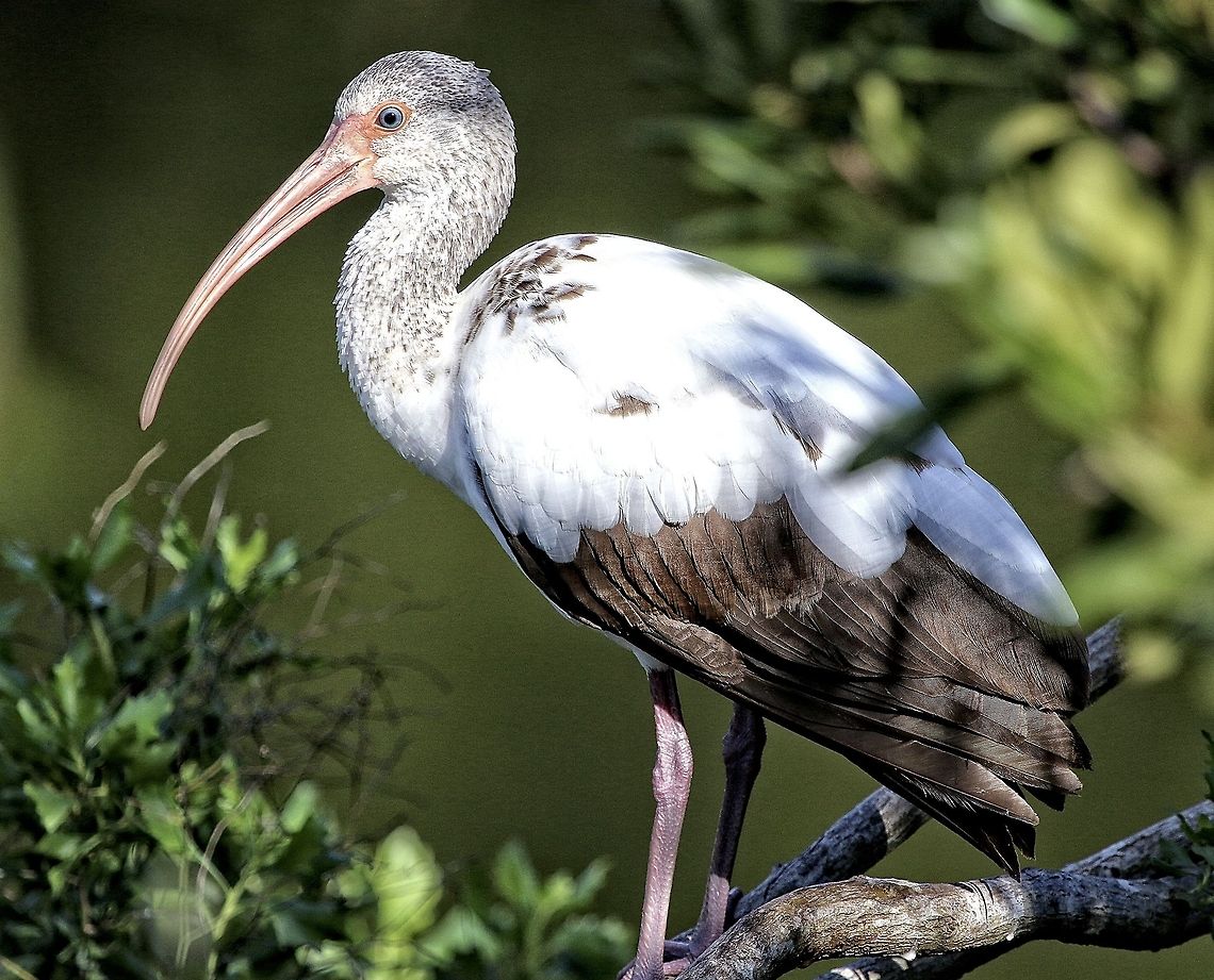 Juvenile white ibis in a tree Still in the process of its plumage turning pure white.  Seminole, FL American White Ibis,Eudocimus albus,birds,curved beak birds,ibis,juvenile white ibis,shore birds,wading birds,white ibis