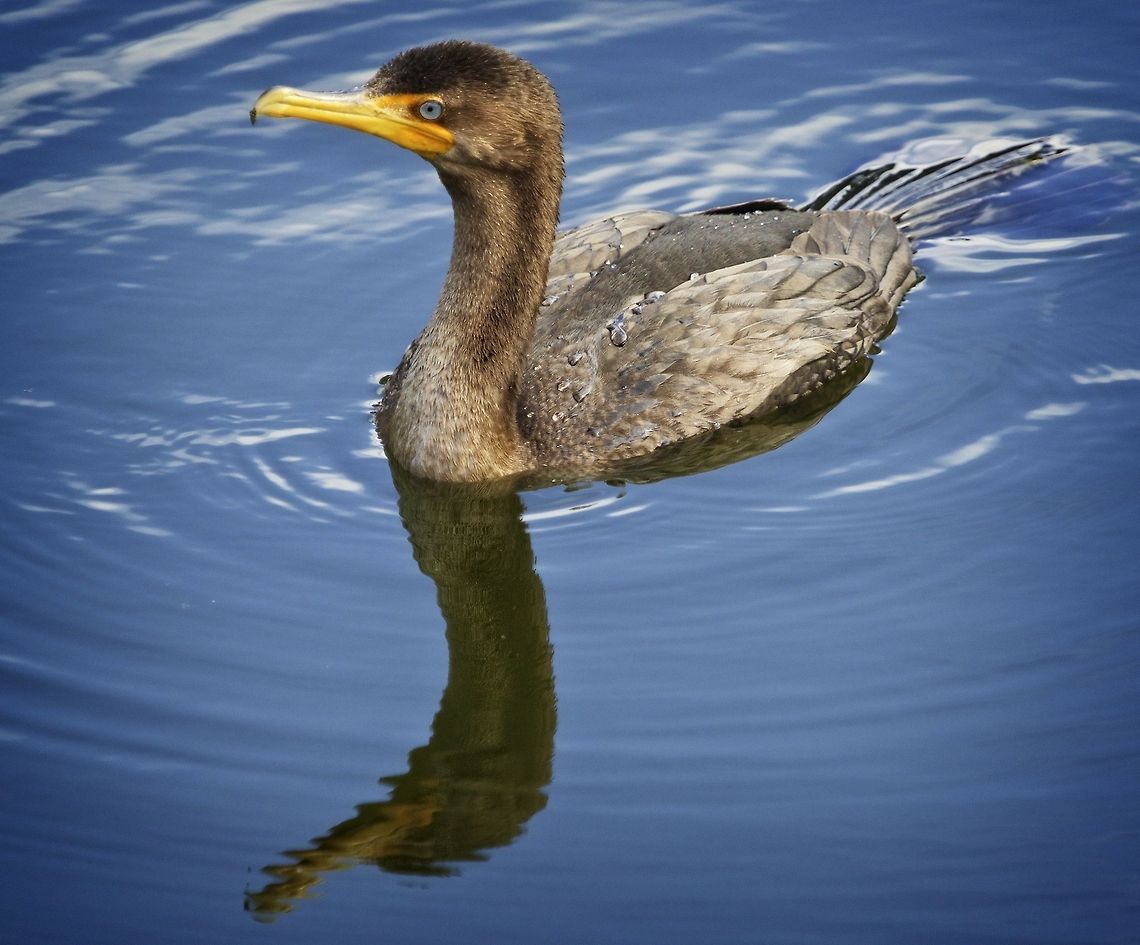 Juvenile double-crested cormorant fishing for breakfast Shot in Seminole, FL Double-crested Cormorant,Phalacrocorax auritus,birds,cormorant,double-crested cormorant,fish eating birds,fishing birds,shore birds,swimming birds,water birds