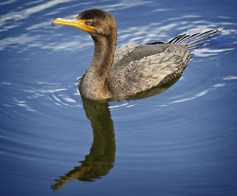 Juvenile double-crested cormorant fishing for breakfast Shot in Seminole, FL Double-crested Cormorant,Phalacrocorax auritus,birds,cormorant,double-crested cormorant,fish eating birds,fishing birds,shore birds,swimming birds,water birds