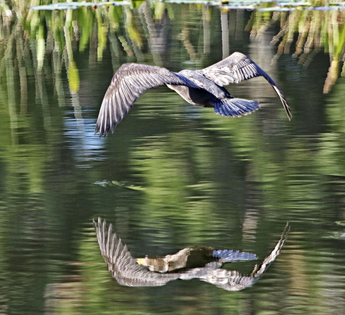 Cormorant reflections A double-crested cormorant reflected on the water as it flies by.  Seminole, FL Double-crested Cormorant,Phalacrocorax auritus,birds,cormorant,double-crested cormorant,fish eating birds,fishing birds,shore birds,swimming birds,water birds