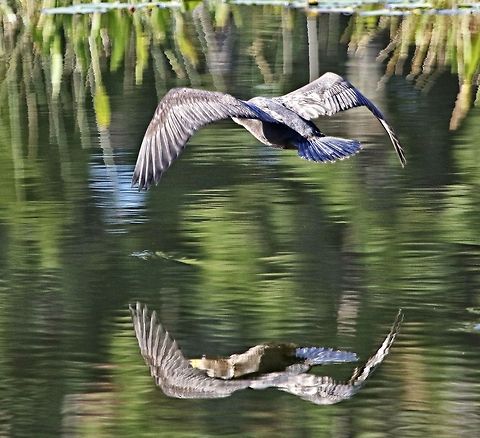 Cormorant reflections A double-crested cormorant reflected on the water as it flies by.  Seminole, FL Double-crested Cormorant,Phalacrocorax auritus,birds,cormorant,double-crested cormorant,fish eating birds,fishing birds,shore birds,swimming birds,water birds