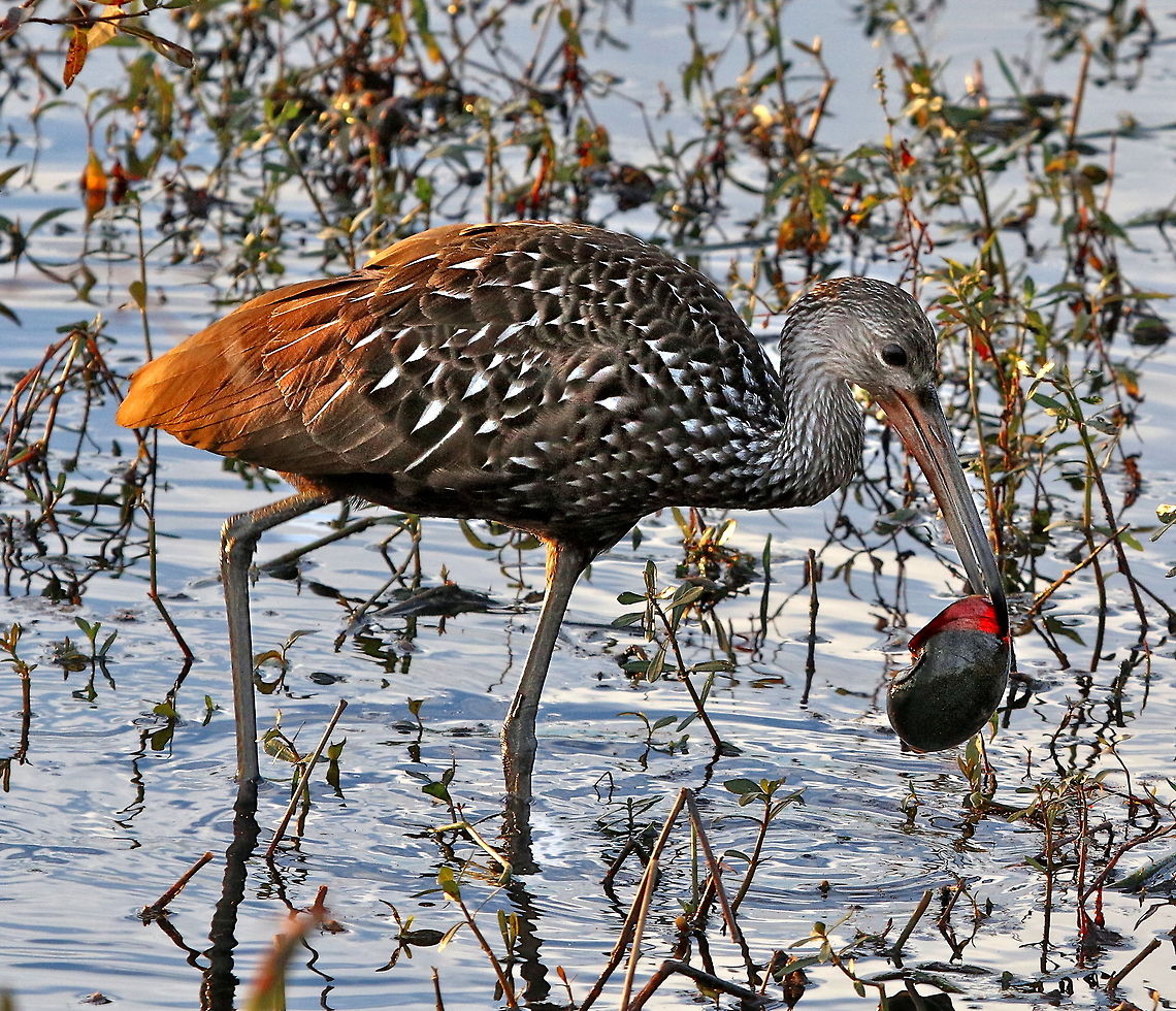 Limpkin enjoying dinner at sunset Shot in Lakeland, FL Aramus guarauna,Limpkin,birds,fishing birds,limpkin,shore birds,wading birds,water birds