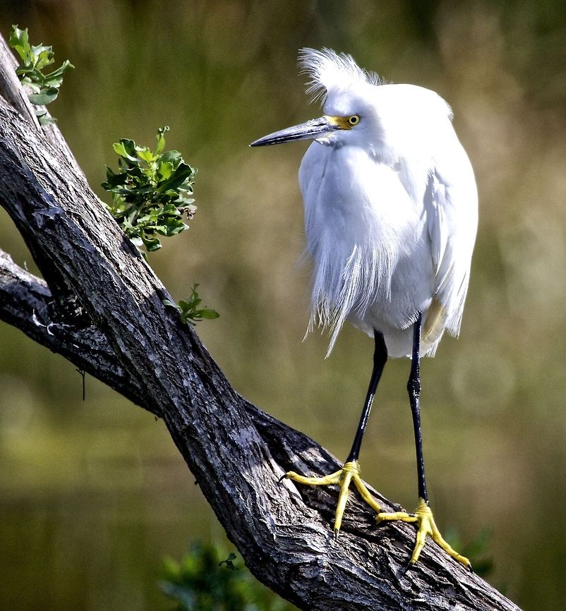 Snowy egret in a tree Shot in Seminole, FL Egretta thula,Snowy Egret,birds,egret,fishing birds,shore birds,snowy egret,wading birds