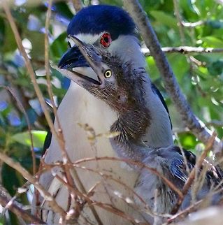 I mean it mom, I'm hungry!! A black-crowned night heron with chick in the nest.  The chick was very vociferous apparently wanting its breakfast.  It was biting its mother's beak to make its point.  Madeira Beach, FL Black-crowned Night-Heron,Nycticorax nycticorax,birds,black-crowned night heron,heron,heron chick,heron nest,mother and baby bird,nesting birds.,night heron