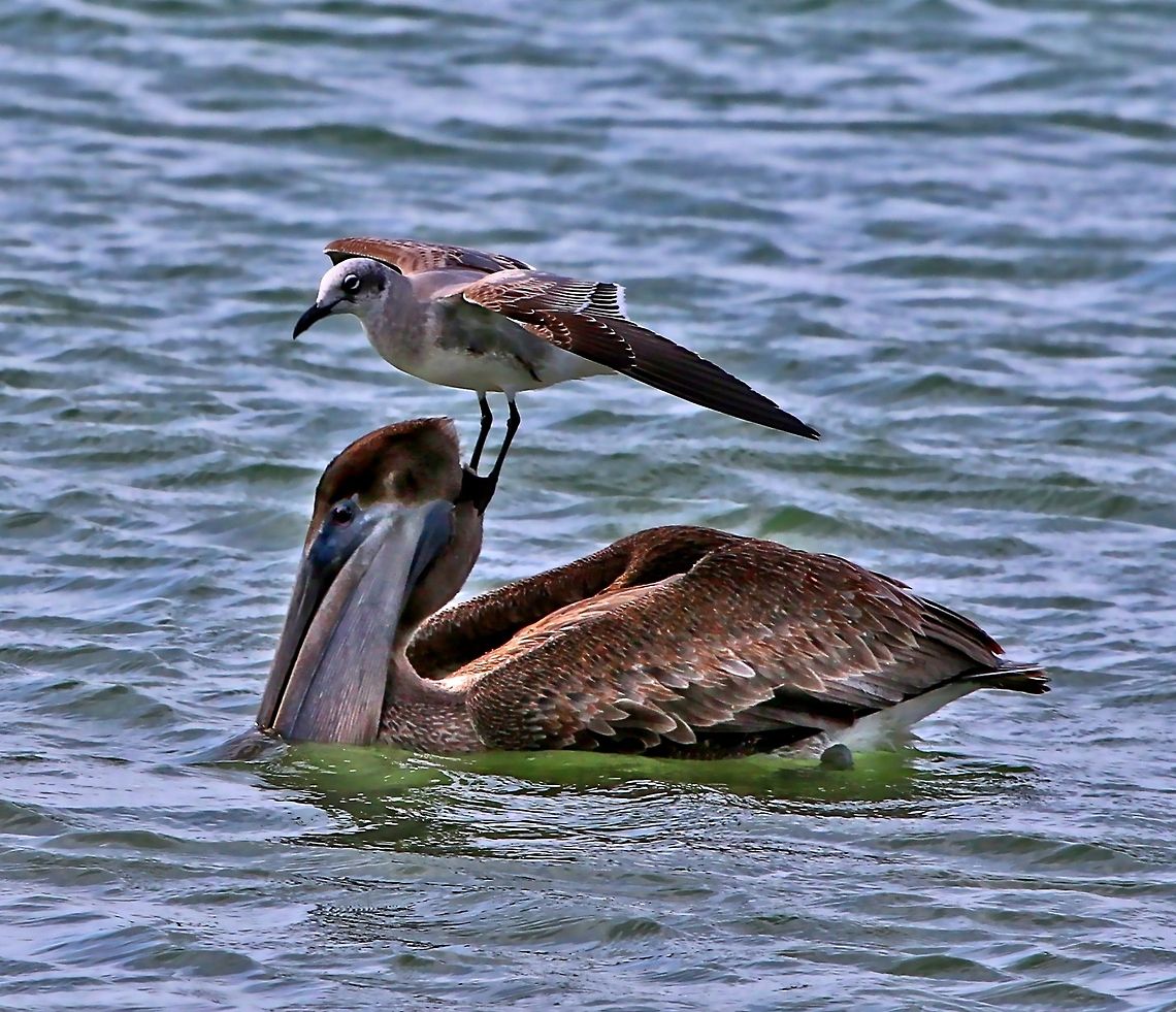 Pelican and friend This gull perched on this pelican's head for about a half hour hoping to scrounge a free meal.  Gulf of Mexico in FL Brown pelican,Pelecanus occidentalis,birds,fishing birds,gull,gull on pelican,pelican,pelican and gull,seabirds,shore birds,water birds