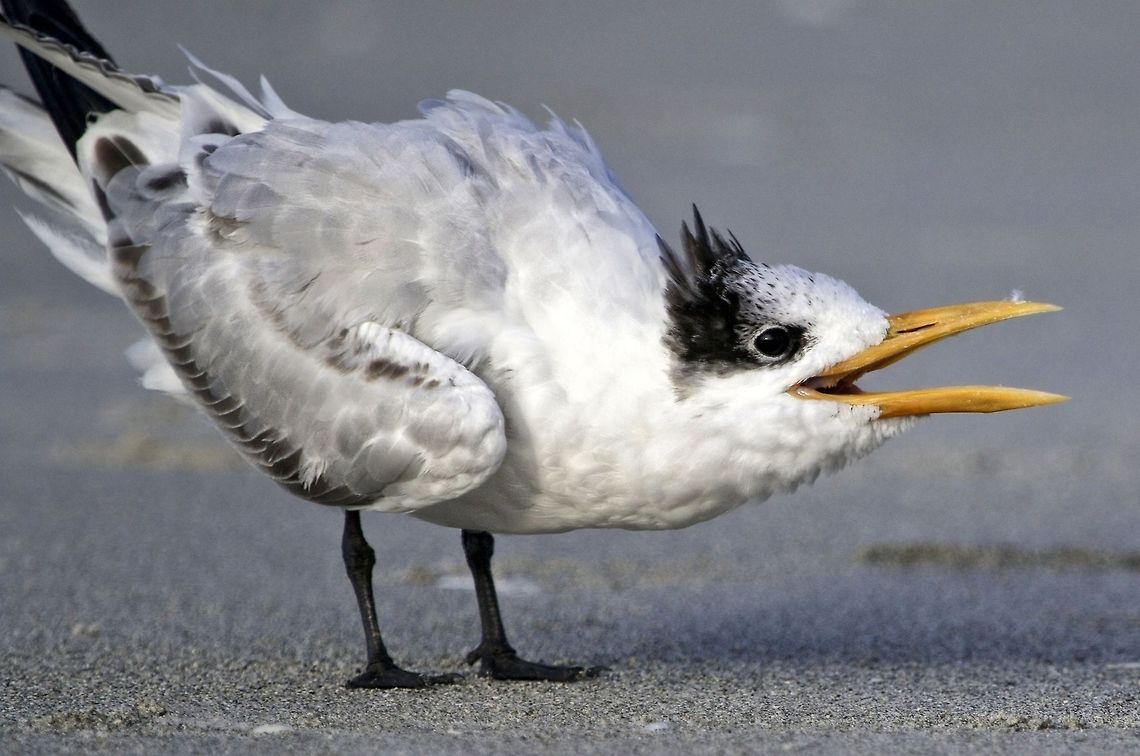 Expressive royal tern on the beach This guy was quite vociferous.  St. Petersburg, FL at the Gulf of Mexico Royal Tern,Thalasseus maximus,birds,royal tern,shore birds,tern,wading birds,water birds