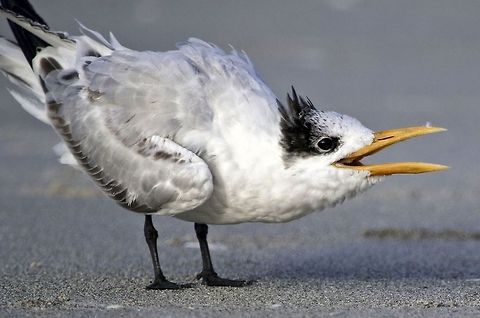 Expressive royal tern on the beach This guy was quite vociferous.  St. Petersburg, FL at the Gulf of Mexico Royal Tern,Thalasseus maximus,birds,royal tern,shore birds,tern,wading birds,water birds