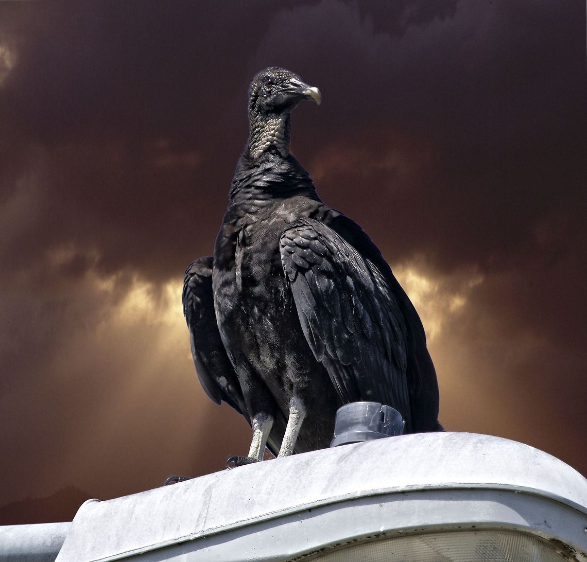 Roadkill patrol A black vulture hopeful that dinner will appear on the road below. I thought this would make a good poster for a horror movie. Tampa, Florida. I was driving home from a photo shoot and saw this guy standing on a highway light fixture and thought it would make a good shot so i stopped and went for it. Black Vulture,Coragyps atratus,birds,birds of prey,black vulture,raptors,vulture