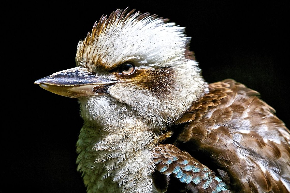 Kookaburra bird Portrait of a kookaburra bird Blue-winged Kookaburra,Dacelo leachii,Dacelo novaeguineae,Laughing Kookaburra,australian birds,bird,birds of the south pacific,exotic birds,kookaburra bird