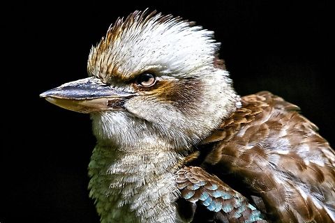 Kookaburra bird Portrait of a kookaburra bird Blue-winged Kookaburra,Dacelo leachii,Dacelo novaeguineae,Laughing Kookaburra,australian birds,bird,birds of the south pacific,exotic birds,kookaburra bird