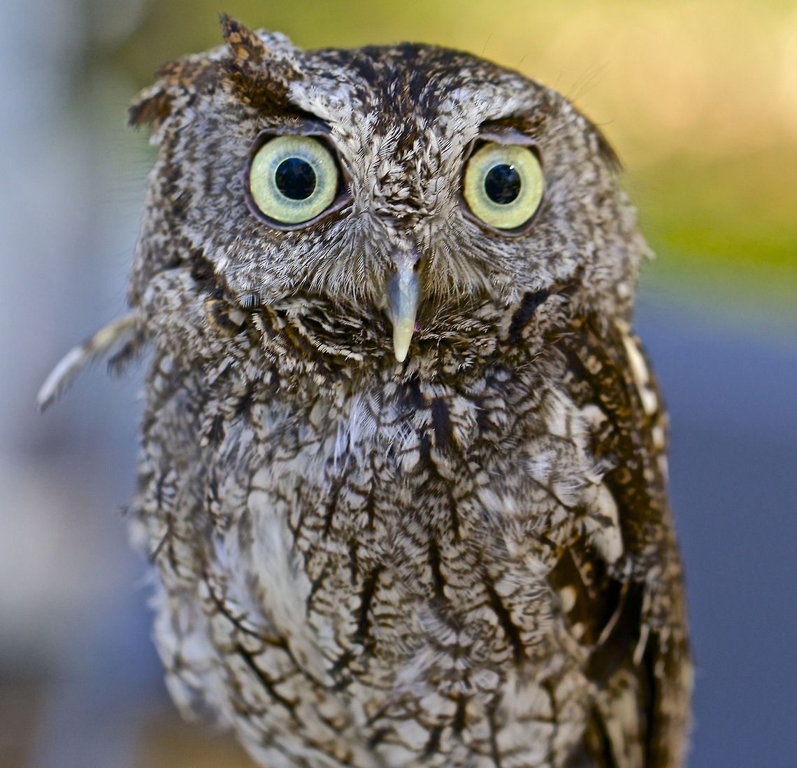 Jeepers, creepers, where'd you get those peepers? A screech owl - St. Petersburg, FL Eastern Screech Owl,Megascops asio,birds,birds of prey,eastern screech owl,owl,raptors,screech owl,small raptors