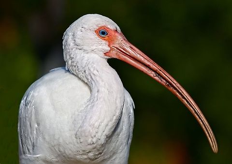 White ibis portrait Shot in Seminole, FL American White Ibis,Eudocimus albus,birds,curved beak birds,ibis,shore birds,wading birds,white birds,white ibis