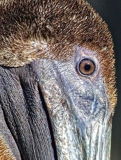 Brown pelican close-up Shot in St. Petersburg, FL Brown pelican,Pelecanus occidentalis,birds,brown pelican,fishing birds,large birds,pelican,shore birds,swimming birds,water birds