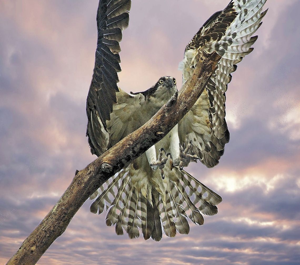 Osprey landing on a dead tree Seminole, FL Osprey,Pandion haliaetus,birds,birds of prey,flying osprey,osprey,raptors,sea hawk