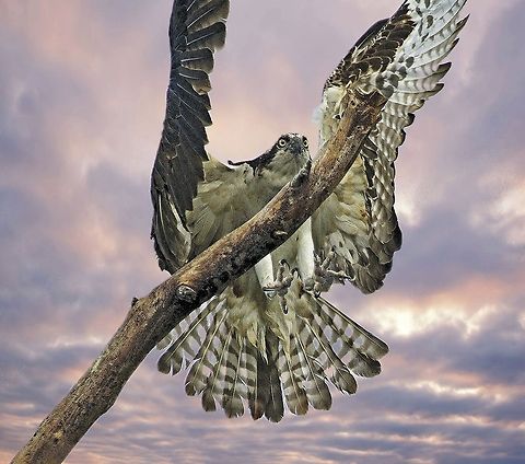 Osprey landing on a dead tree Seminole, FL Osprey,Pandion haliaetus,birds,birds of prey,flying osprey,osprey,raptors,sea hawk