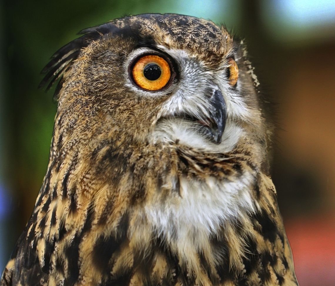 Eurasian Eagle Owl The largest of all owl species.  Shot in Tampa Bay area of Florida Bubo bubo,Eurasian Eagle-Owl,birds,birds of prey,colorful birds,eagle owl,eurasian eagle owl,owl,raptors