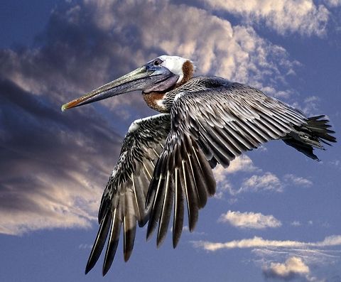 Brown pelican in flight St. Petersburg, FL - Gulf of Mexico Brown pelican,Pelecanus occidentalis,birds,brown pelican,fish eating birds,fishing birds,pelican,shore birds,swimming birds,water birds