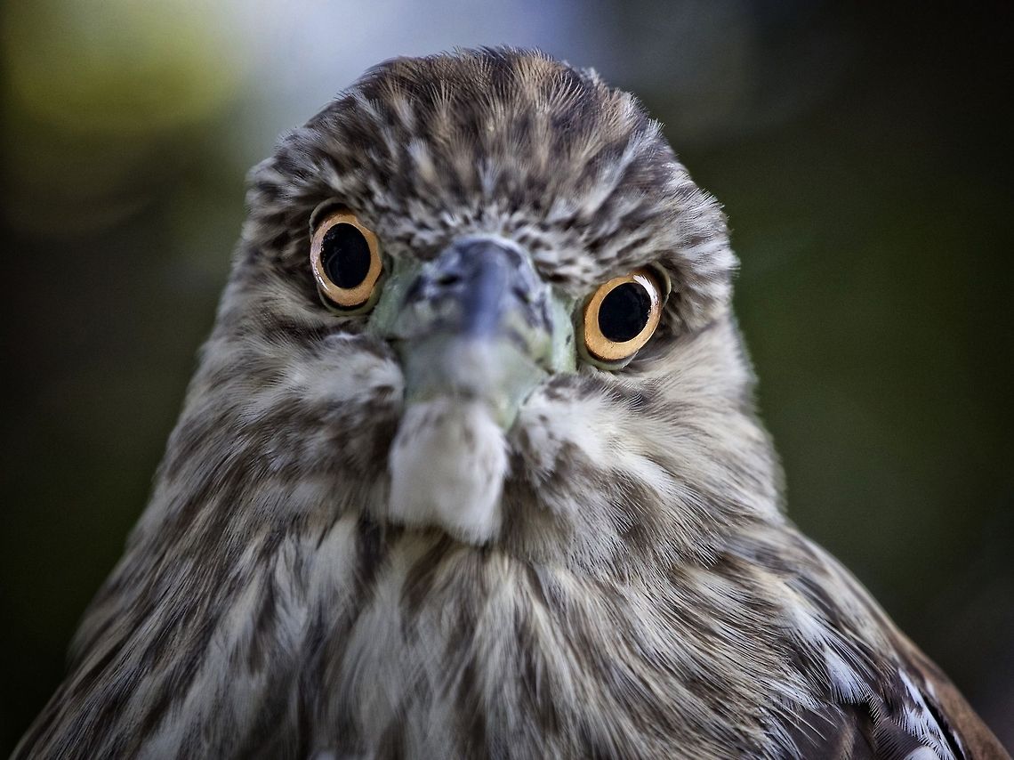 Eye contact with a baby night heron I love making eye contact with creatures and this baby black-crowned night heron did just that.  Madeira Beach, FL Black-crowned Night-Heron,Nycticorax nycticorax,baby night heron,birds,black-crowned night heron,fishing birds,heron,night heron