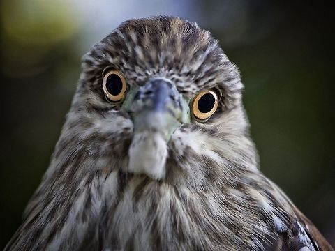 Eye contact with a baby night heron I love making eye contact with creatures and this baby black-crowned night heron did just that.  Madeira Beach, FL Black-crowned Night-Heron,Nycticorax nycticorax,baby night heron,birds,black-crowned night heron,fishing birds,heron,night heron