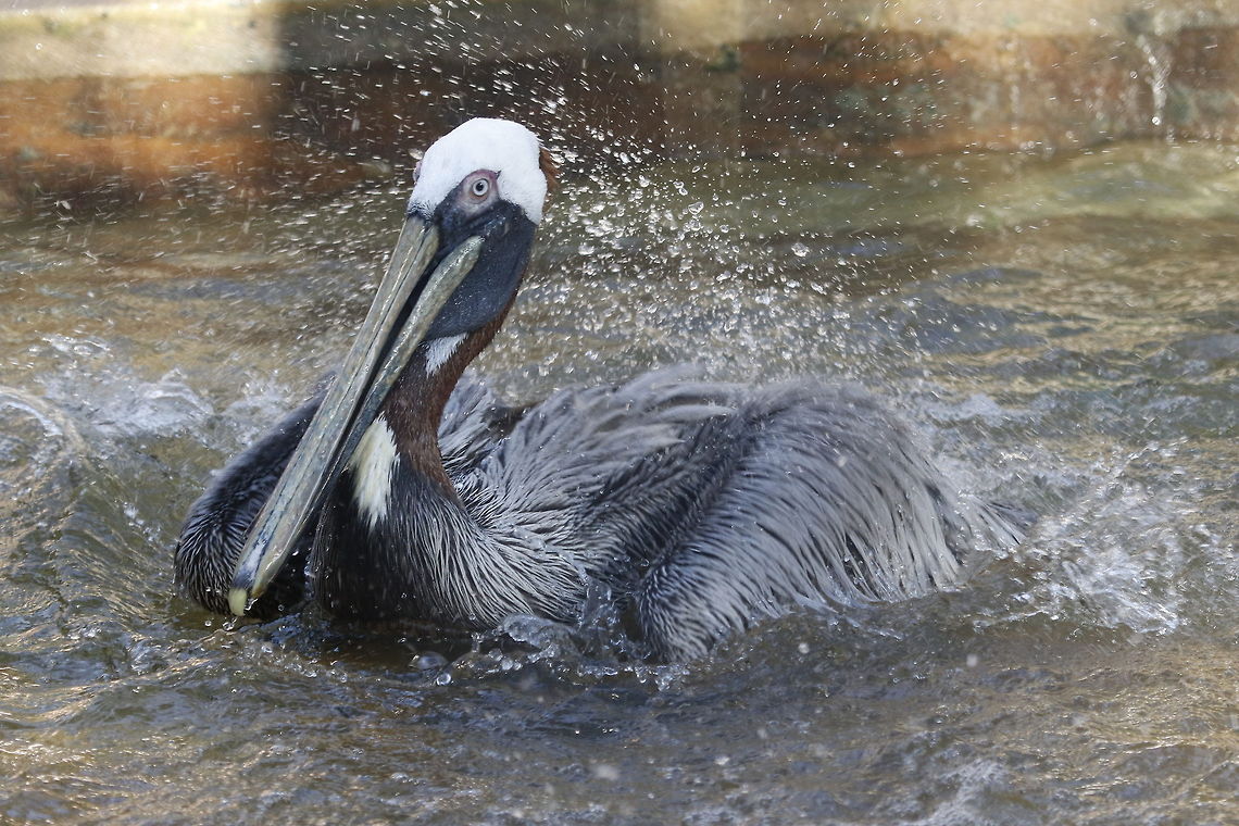 Pelican splash down A brown pelican coming in for a landing.  Madeira Beach, FL Brown pelican,Pelecanus occidentalis,birds,brown pelican,fishing birds,pelican,shore birds,swimming birds,water birds