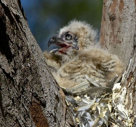 3 week old great horned owl in the nest awaiting the return of mom with breakfast Shot in St. Petersburg, FL Bubo virginianus,Great Horned Owl,birds,birds of prey,great horned owl,horned owl,hunting birds,owl,owl chick,raptor
