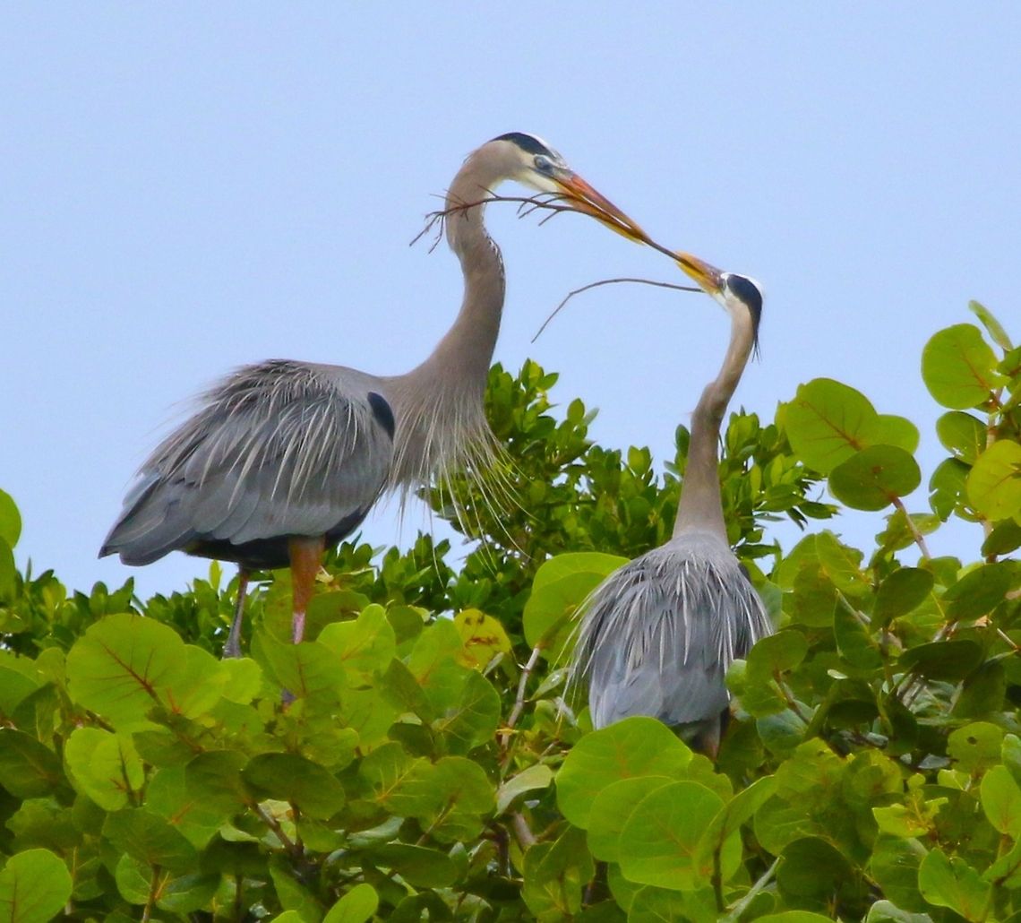Nest building time It was fascinating to watch this male great blue heron arrive at the nest with nest materials, do a little dance, hand the materials off to the female and then watch her apply them to the growing nest.  Just off the beach on Madeira Beach, FL Ardea herodias,Great Blue Heron,blue herons,fishing birds,herons,herons in the nest,nesting blue herons,shore birds,wading birds,water birds