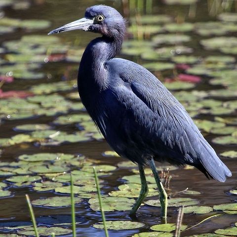Little blue heron A little blue heron looking for breakfast in a pond in Seminole, FL Egretta caerulea,Little blue heron,birds,blue heron,fishing birds,heron,little blue heron,shore birds,wading birds