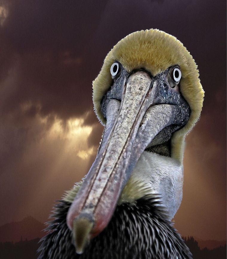 Spooky pelican This friendly brown pelican followed me around the beach, but i got an interesting angle on him to make him look spooky! Brown pelican,Pelecanus occidentalis,birds,brown pelican,fishing birds,pelican,pelican eyes,swimming birds,wading birds,water birds