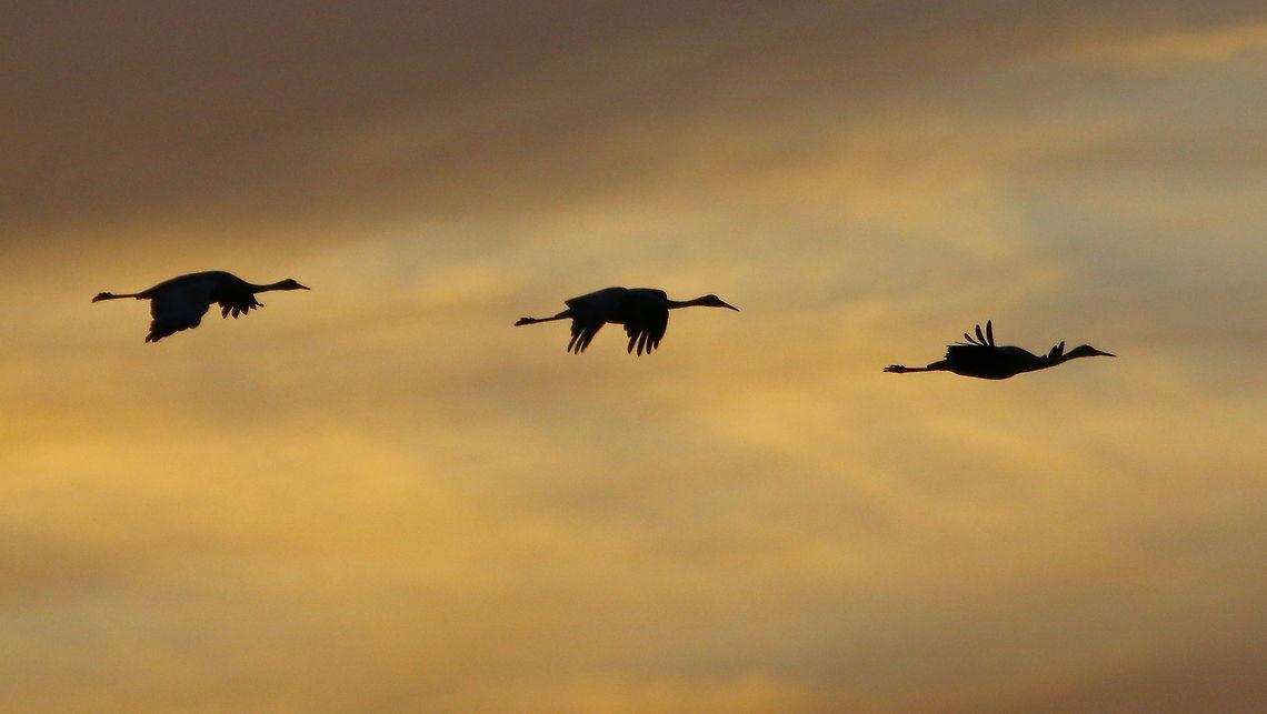 Sandhill cranes at sunset Silhouettes of sandhill cranes as they flew by at sunset in Lakeland, FL Grus canadensis,Sandhill Crane,birds,crane,cranes at sunset,cranes in flight,sandhill cranes