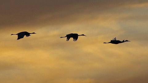 Sandhill cranes at sunset Silhouettes of sandhill cranes as they flew by at sunset in Lakeland, FL Grus canadensis,Sandhill Crane,birds,crane,cranes at sunset,cranes in flight,sandhill cranes