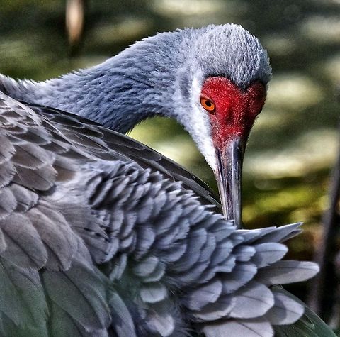 Sandhill crane I wanted a different perspective on the species rather than the typical shot of a sandhill crane standing in a static position. Grus canadensis,Sandhill Crane,birds,crane,cranes at sunset,cranes in flight,sandhill cranes