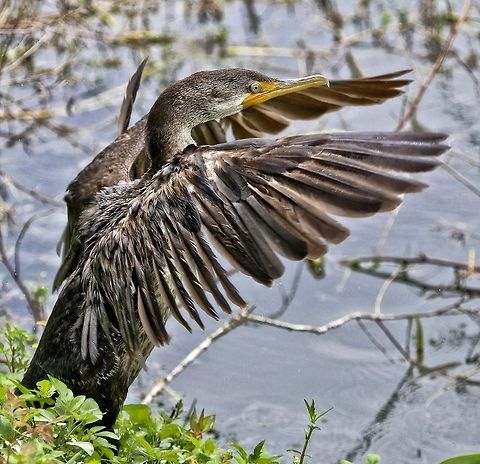 Cormorant flapping its wings Looks like its conducting an orchestra.  Shot in Seminole, FL Double-crested Cormorant,Phalacrocorax auritus,birds,cormorant,double-crested cormorant,fishing birds,shore birds,swimming birds,water birds