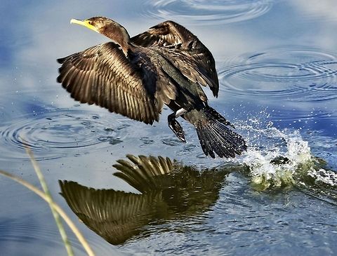 F26A0184  Double-crested Cormorant,Phalacrocorax auritus