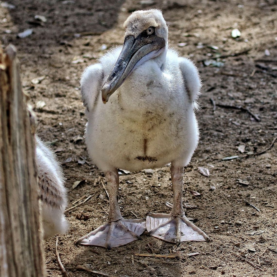 Baby brown pelican I don't often have the pleasure of running into a baby pelican, but it was a pleasure to find this little guy Brown pelican,Pelecanus occidentalis,baby pelican,birds,brown pelican,fishing birds,pelican,shore birds,swimming birds,water birds