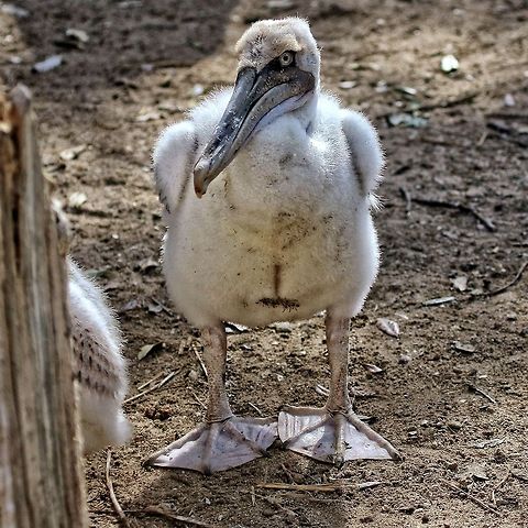 Baby brown pelican I don't often have the pleasure of running into a baby pelican, but it was a pleasure to find this little guy Brown pelican,Pelecanus occidentalis,baby pelican,birds,brown pelican,fishing birds,pelican,shore birds,swimming birds,water birds