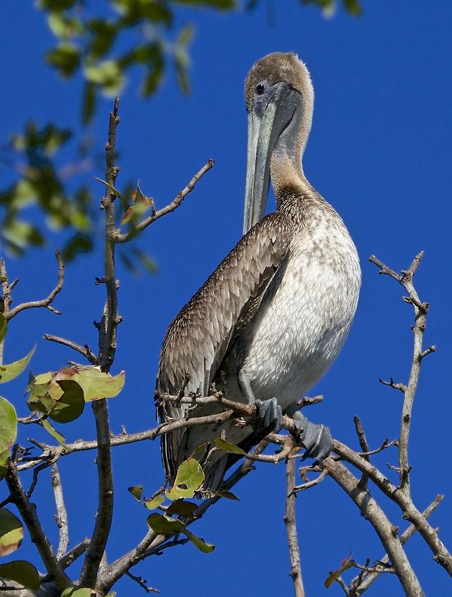 Young brown pelican in a tree An unusual spot to find a pelican, but I guess this young guy didn&#039;t get the word.  Madeira Beach, FL Brown pelican,Pelecanus occidentalis,birds,brown pelican,fishing birds,pelican,pelican eyes,swimming birds,wading birds,water birds
