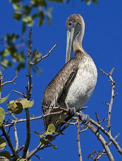 Young brown pelican in a tree An unusual spot to find a pelican, but I guess this young guy didn't get the word.  Madeira Beach, FL Brown pelican,Pelecanus occidentalis,birds,brown pelican,fishing birds,pelican,pelican eyes,swimming birds,wading birds,water birds
