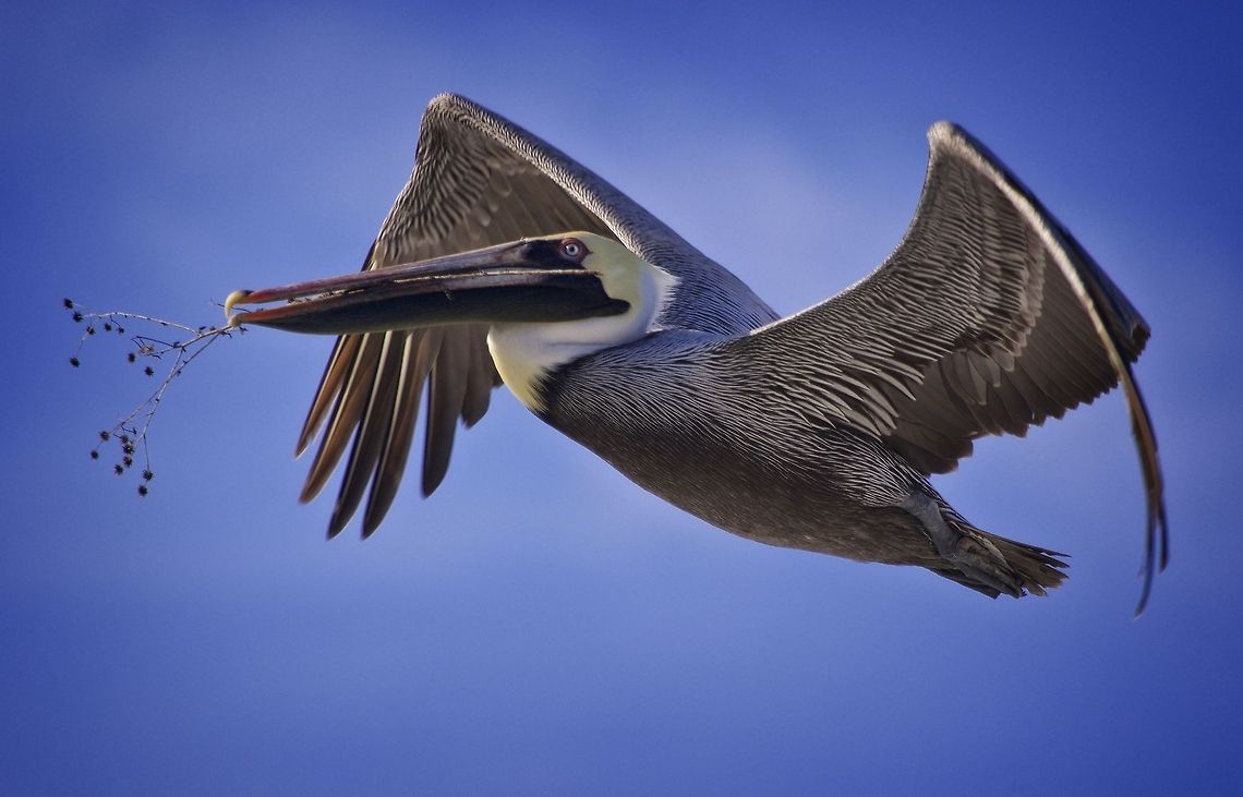 Pelican bringing nest materials home I uploaded a shot of a pelican&#039;s nest today, but this was the first time I encountered a pelican actually transporting nest materials by air.  Brown pelican in Madeira Beach, FL Brown pelican,Pelecanus occidentalis,birds,brown pelican,fishing birds,pelican,pelican eyes,swimming birds,wading birds,water birds