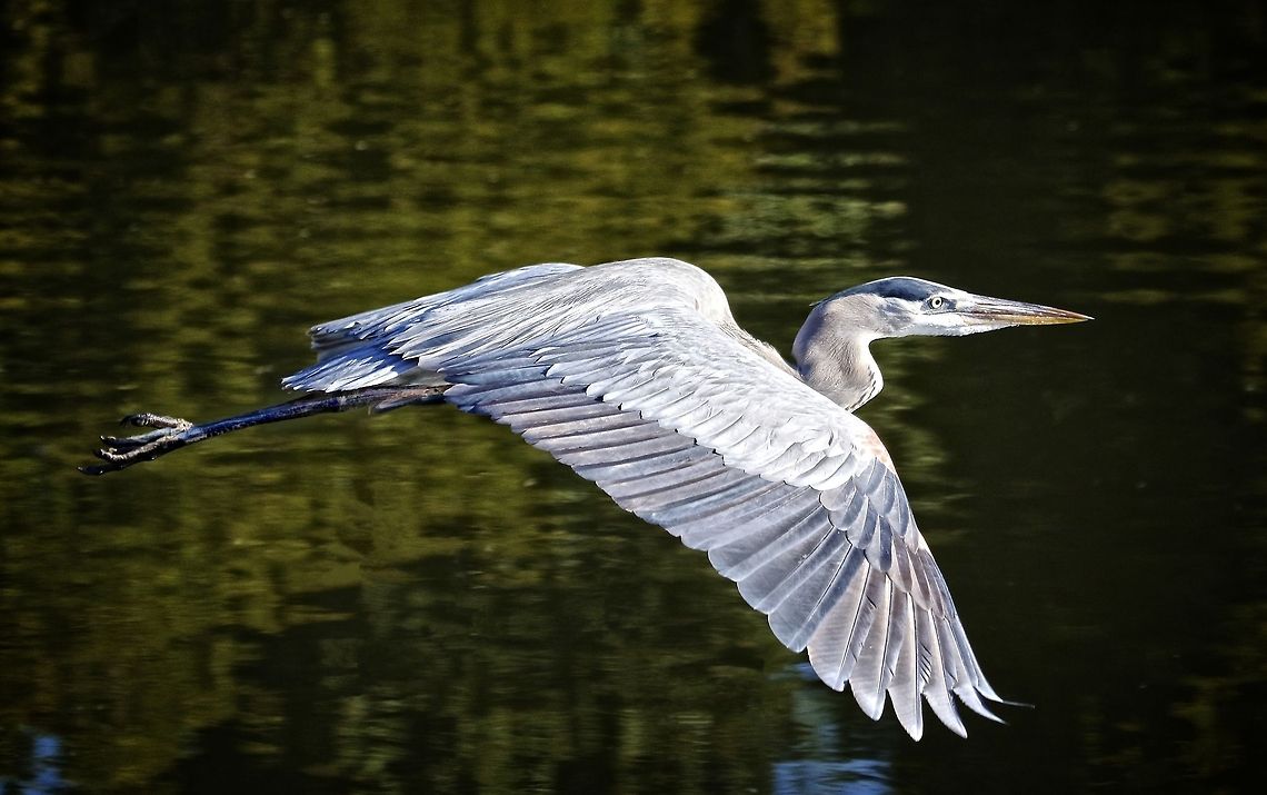 Great blue heron in flight A great blue heron, Seminole, FL Ardea herodias,Great Blue Heron,birds,blue heron,fishing birds,great blue heron,heron,shore birds,wading birds
