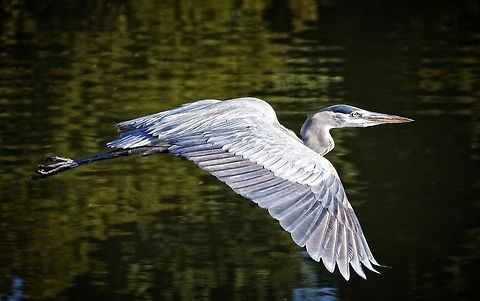 Great blue heron in flight A great blue heron, Seminole, FL Ardea herodias,Great Blue Heron,birds,blue heron,fishing birds,great blue heron,heron,shore birds,wading birds