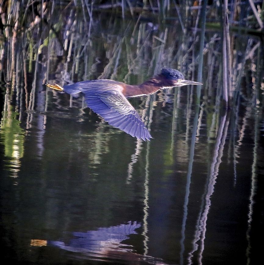 Green Heron in flight Seminole, FL Butorides virescens,Green heron,birds,fishing birds,green heron,heron,shore birds,small herons,wading birds