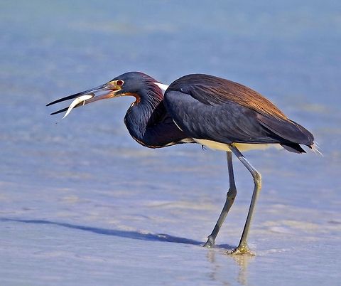 Tricolored heron with fish at sunrise On the Gulf of Mexico, St. Petersburg, FL Egretta tricolor,Tricolored Heron,birds,colorful birds,fishing birds,heron,heron with fish,shore birds,tricolored heron,wading birds