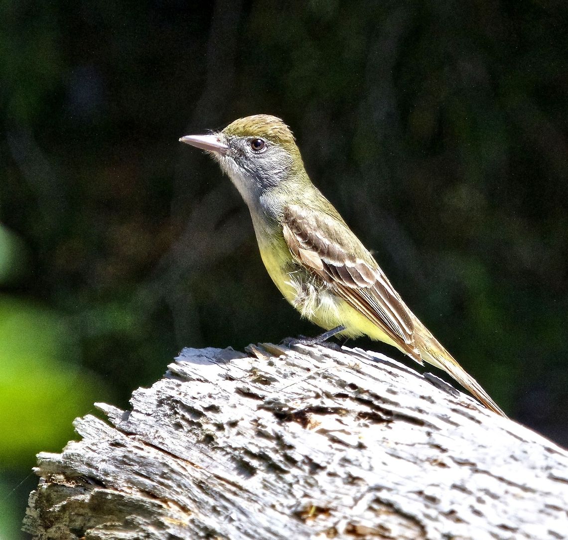 Great crested flycatcher  Great Crested Flycatcher,Myiarchus crinitus,backyard birds,birds,flycatcher,small birds