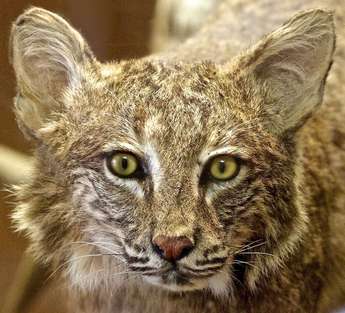 Eyes of the Bobcat Direct eye contact with a bobcat Bobcat,Lynx rufus,bobcat,cats,feline family,small wild cats,wild cats