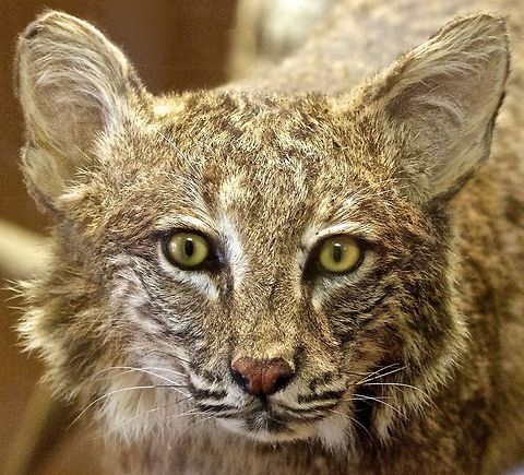 Eyes of the Bobcat Direct eye contact with a bobcat Bobcat,Lynx rufus,bobcat,cats,feline family,small wild cats,wild cats