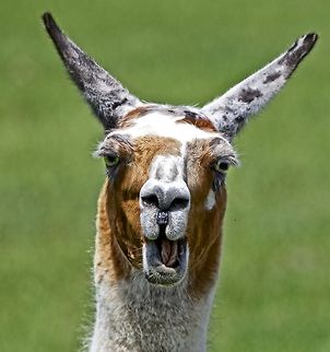 Hey mister, can you spare some hay for a llama down on his luck? A llama encounter, Lakeland, FL Lama glama,Llama,llama,mammals,south american animals