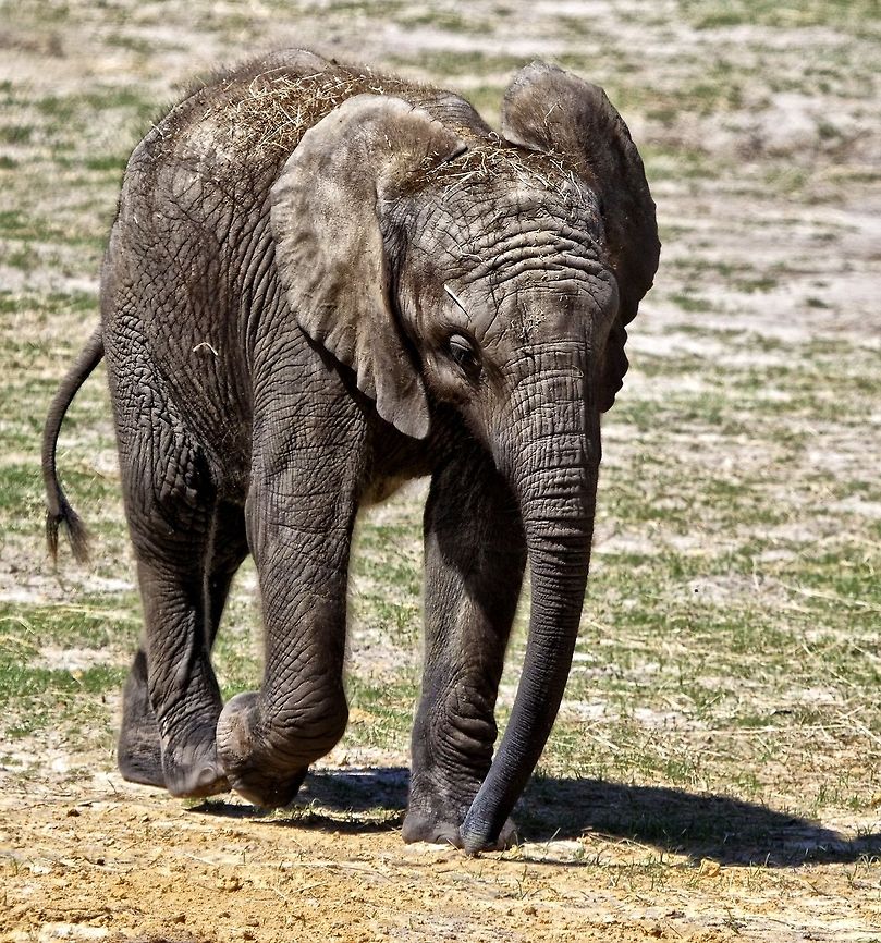 Baby elephant strolling about  African bush elephant,Asian elephant,Elephas maximus,Loxodonta africana,animals with trunks,asian mammals,baby elephant,elephant,large mammals,mammals,tusked animals