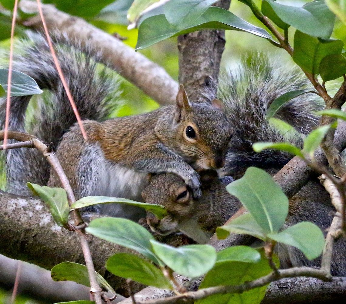 Squirrel affection Photographed in my backyard in Seminole, Florida Eastern gray squirrel,Sciurus carolinensis,mammals,rodents,squirrel,tree dwellers