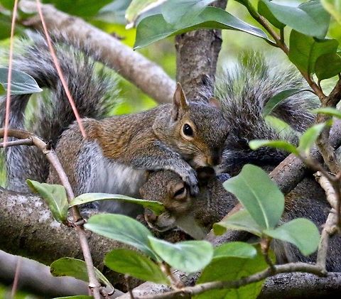 Squirrel affection Photographed in my backyard in Seminole, Florida Eastern gray squirrel,Sciurus carolinensis,mammals,rodents,squirrel,tree dwellers